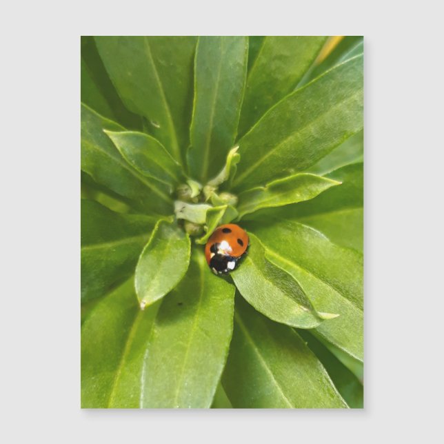 Ladybug en Flores - Tarjeta magnética (Anverso)