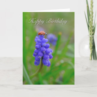 Ladybug en la tarjeta de cumpleaños del jacinto de