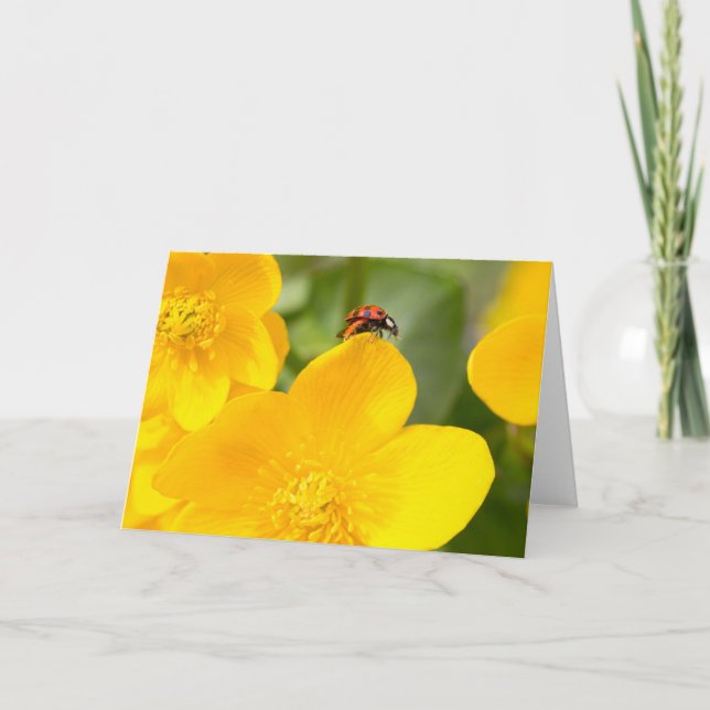 Ladybug en la tarjeta de cumpleaños Marigold Blank (Anverso)