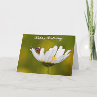 Ladybug en la tarjeta de cumpleaños Oxeye Daisy