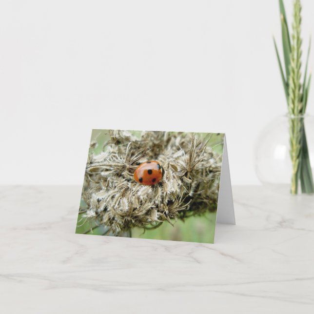 Ladybug en la tarjeta de notas de encaje de la rei (Anverso)
