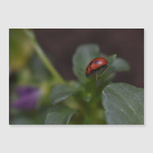 Ladybug en la tarjeta magnética de flores