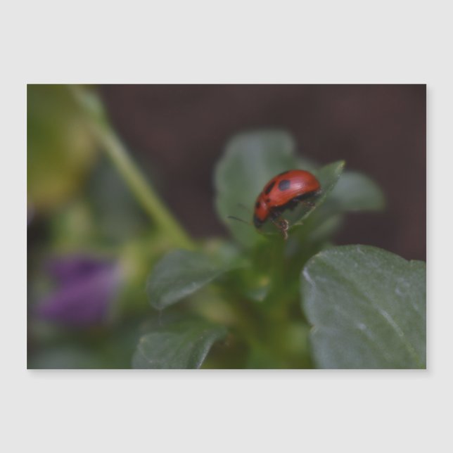 Ladybug en la tarjeta magnética de flores (Anverso)