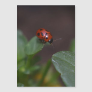 Ladybug en la tarjeta magnética de flores