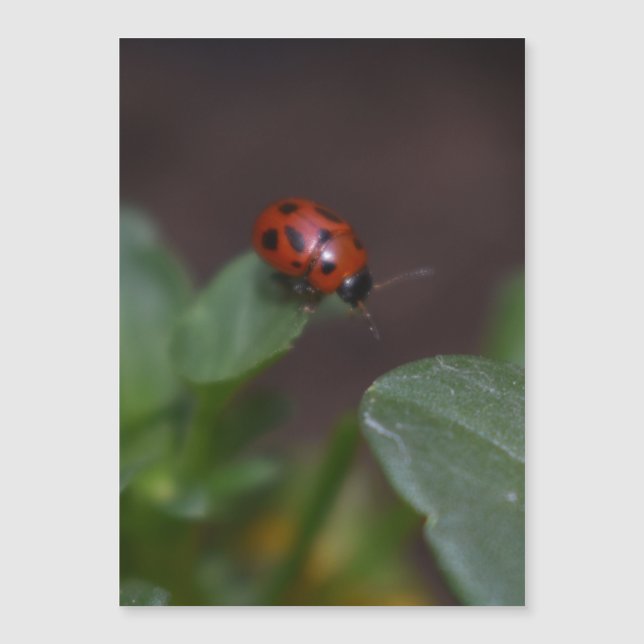 Ladybug en la tarjeta magnética de flores (Anverso)