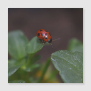 Ladybug en la tarjeta magnética de flores