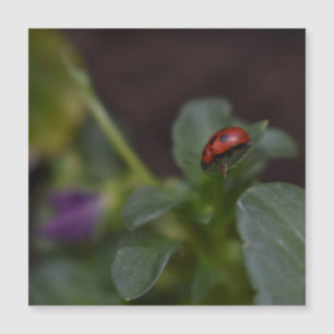 Ladybug en la tarjeta magnética de flores