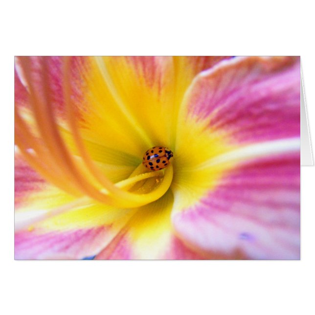 Ladybug en Lilly (Anverso (Horizontal))