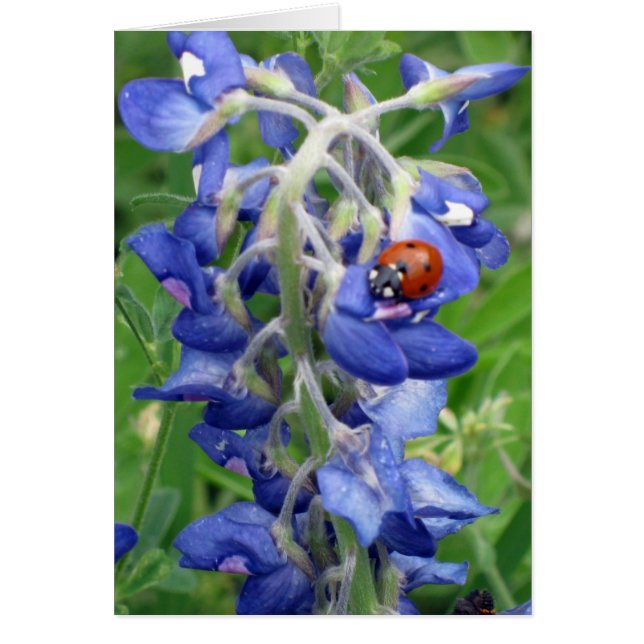 Ladybug en Texas Bluebonnet (Frente)