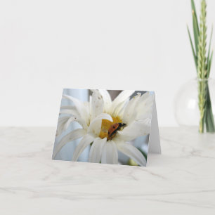 Ladybug en una tarjeta de notas en blanco de Daisy