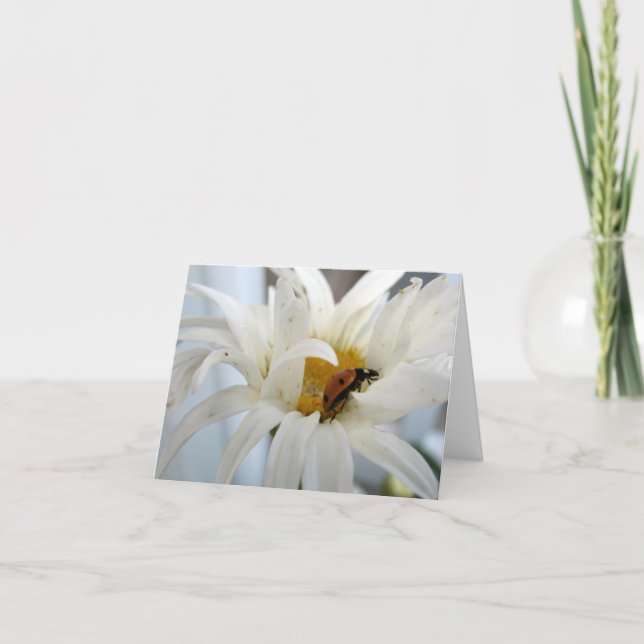 Ladybug en una tarjeta de notas en blanco de Daisy (Anverso)