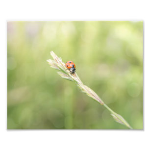 Ladybug Ladybug Dónde Fuiste Impresión Fotográfica