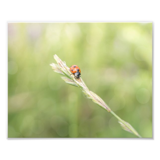Ladybug Ladybug Dónde Fuiste Impresión Fotográfica (Frente)