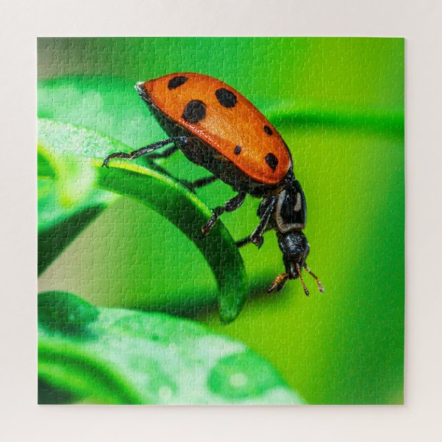 Ladybug Macro Puzzle | Colorful Nature Jigsaw (Vertical)