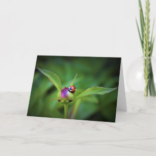 Ladybug On Peony, tarjeta