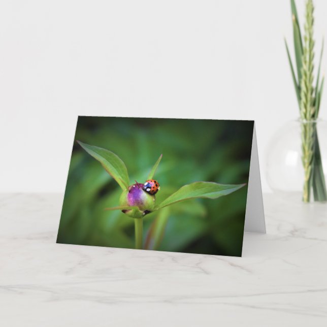 Ladybug On Peony, tarjeta (Anverso)