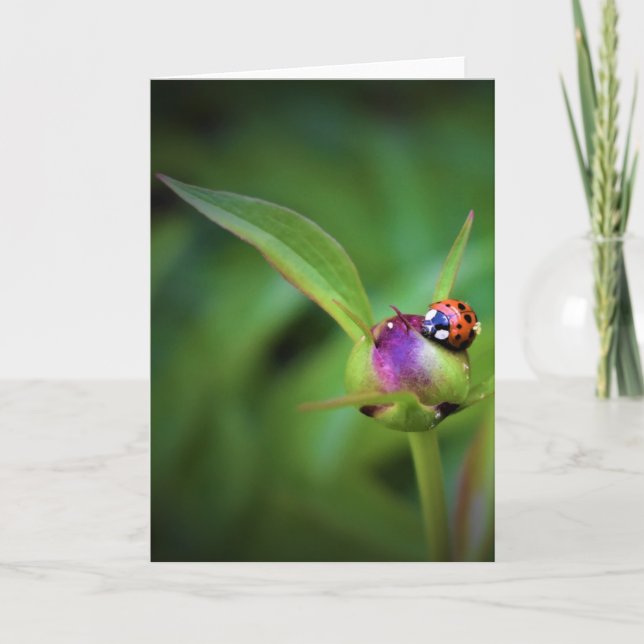 Ladybug On Peony, tarjeta (Anverso)