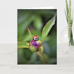 Ladybug On Peony, tarjeta