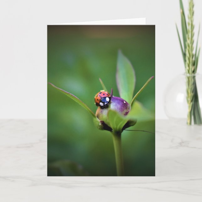Ladybug On Peony, tarjeta (Anverso)