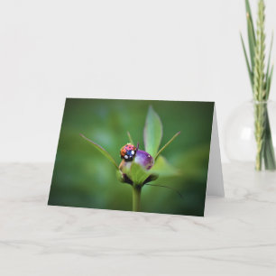 Ladybug On Peony, tarjeta