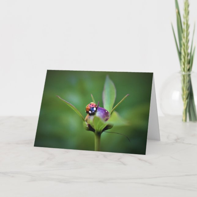 Ladybug On Peony, tarjeta (Anverso)