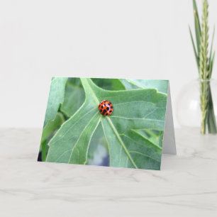 Ladybug - Tarjeta de felicitación