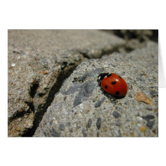 ladybug y el kurb (acera)