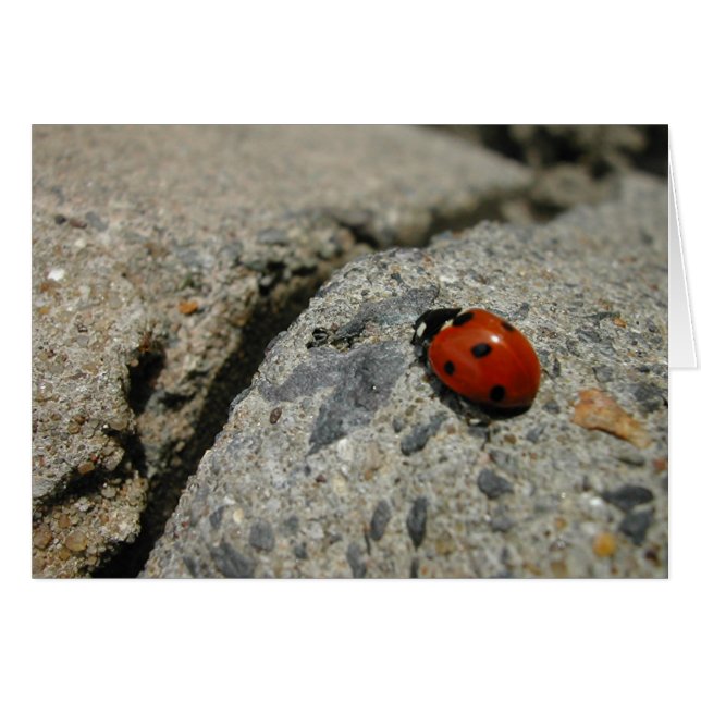 ladybug y el kurb (acera) (Anverso (Horizontal))