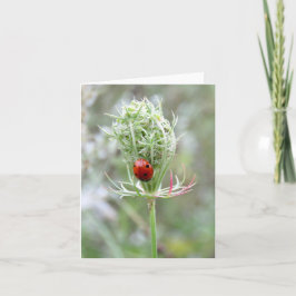 Ladybug y Wildflower - Tarjeta de saludo en blanco