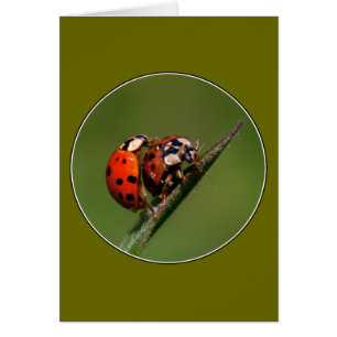 Ladybugs en amor