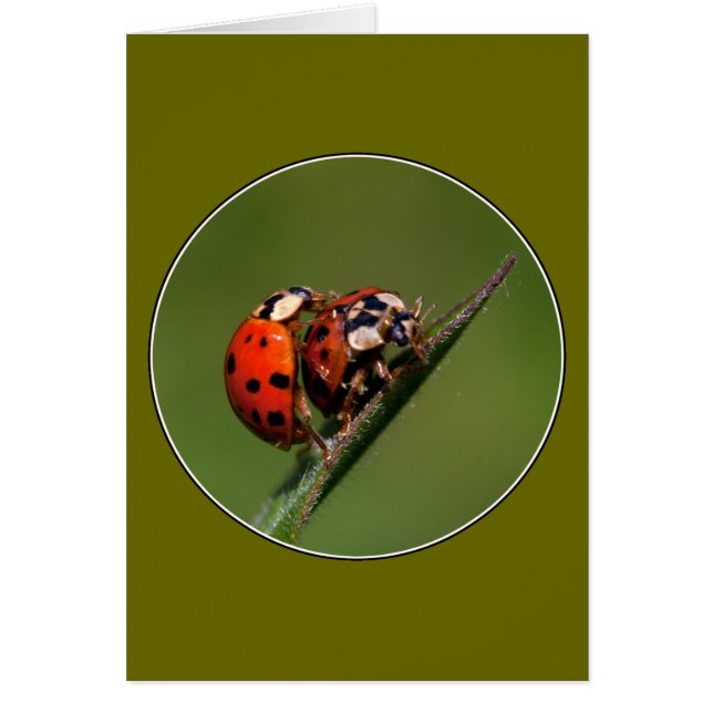 Ladybugs en amor (Frente)
