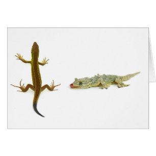lagarto