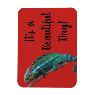 Lagarto Azul, Hermoso Día, Imán Rojo