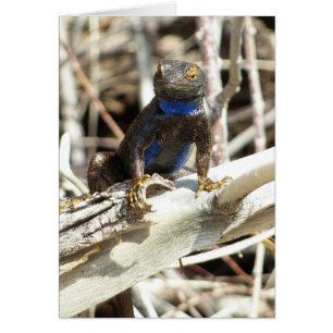 Lagarto de Cercas del Gran Basin en Joshua Tree