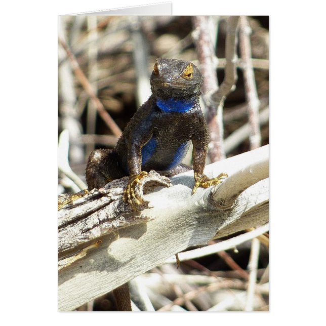 Lagarto de Cercas del Gran Basin en Joshua Tree (Frente)