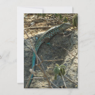 Lagarto de cola de látigo de Aruba Fotografía de a