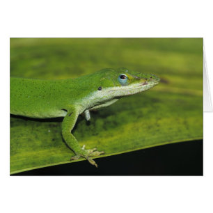Lagarto verde, Anolis carolinensis, adulto en palm
