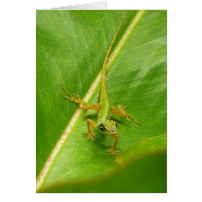 Lagarto verde en hoja verde (Frente)