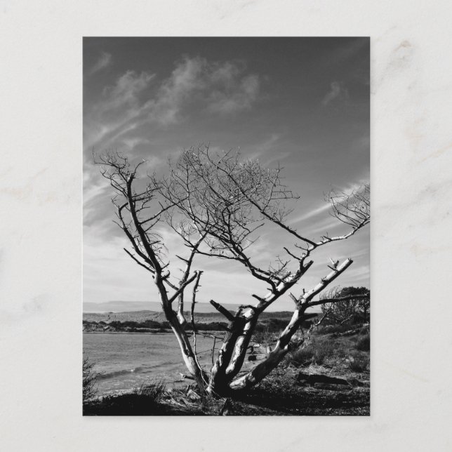 Lago Arena, Postal Blanco y Negro de Oregón (Anverso)