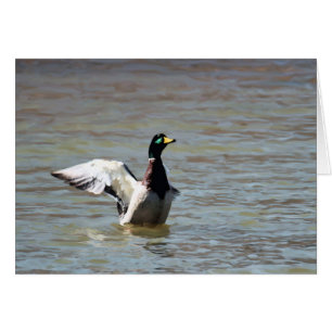 Lago Bear Permanente Un Mallard