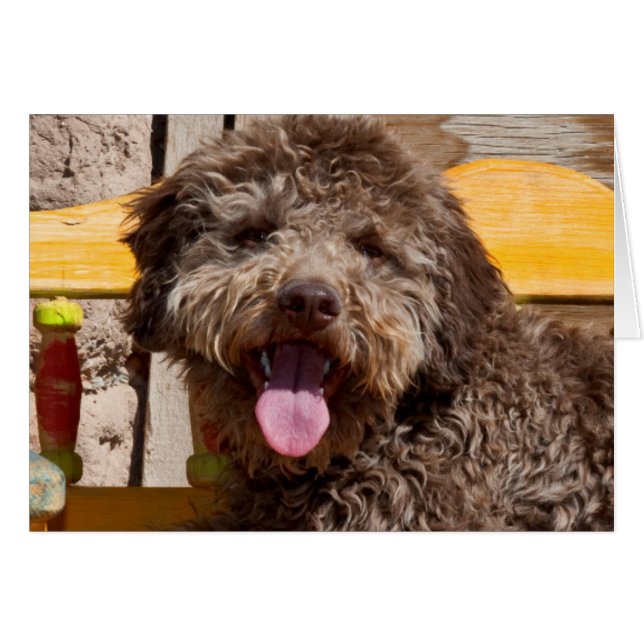 Lagotto Romagnolo acostado en un banco de madera (Anverso (Horizontal))