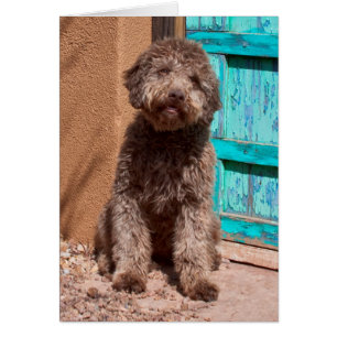Lagotto Romagnolo Esperando Junto a una Puerta Azu
