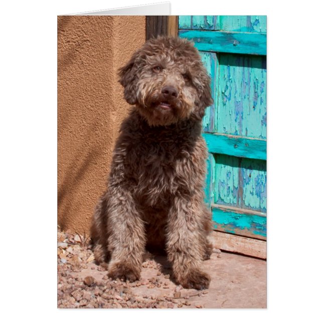 Lagotto Romagnolo Esperando Junto a una Puerta Azu (Frente)