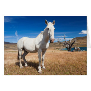 Laguna Azul, paisaje con caballos