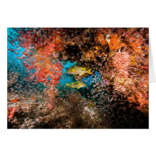 Laja Ampat 6 subacuáticos