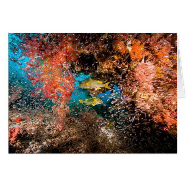 Laja Ampat 6 subacuáticos (Anverso (Horizontal))