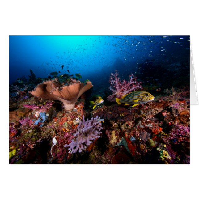 Laja Ampat subacuático (Anverso (Horizontal))