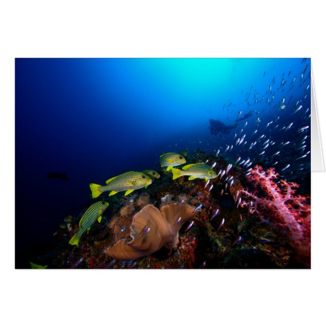 Laja Ampat Subacuático 3 (Anverso (Horizontal))