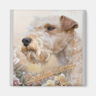 Lakeland Terrier Entre el imán de los Rosas