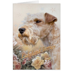 Lakeland Terrier entre tarjeta de los rosas